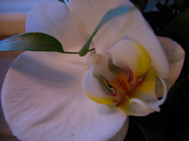 DSCN4412