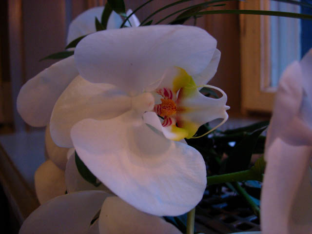 DSCN4413